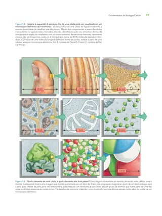 Fundamentos da Biologia Celular 13
Figura 1-8 (página à esquerda) A estrutura fina de uma célula pode ser visualizada em um
microscópio eletrônico de transmissão. (A) Secção fina de uma célula do fígado mostrando a
enorme quantidade de detalhes que são visíveis. Alguns dos componentes a serem discutidos
mais adiante no capítulo estão marcados; eles são identificáveis pelo seu tamanho e forma. (B)
Uma pequena região do citoplasma com um maior aumento. As estruturas menores, claramente
visíveis, são os ribossomos, cada um é formado por cerca de 80-90 moléculas grandes indivi-
duais. (C) Porção de uma molécula longa de DNA em forma de cordão, isolada a partir de uma
célula e vista por microscopia eletrônica. (A e B, cortesia de Daniel S. Friend; C, cortesia de Mei
Lie Wong.)
20 mm 2 mm 0,2 mm
0,2 µm2 µm20 µm
20 nm 2 nm 0,2 nm
Figura 1-9 Qual o tamanho de uma célula, e qual o tamanho das suas partes? Esse diagrama transmite um sentido de escala entre células vivas e
átomos. Cada painel mostra uma imagem que é então aumentada por um fator de 10 em uma progressão imaginária a partir de um dedo polegar, para
a pele, para células da pele, para uma mitocôndria, passando por um ribossomo e por último até um grupo de átomos que fazem parte de uma das
várias moléculas proteicas em nosso corpo. Os detalhes da estrutura molecular, como mostrado nos dois últimos painéis, estão além do poder de um
microscópio eletrônico.
 