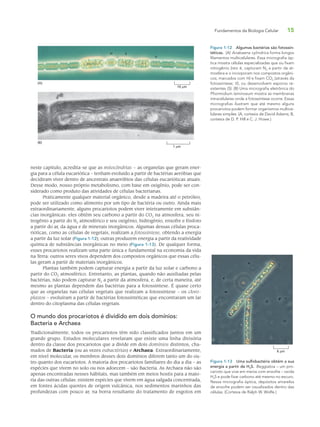 Fundamentos da Biologia Celular 15
neste capítulo, acredita-se que as mitocôndrias – as organelas que geram ener-
gia para a célula eucariótica – tenham evoluído a partir de bactérias aeróbias que
decidiram viver dentro de ancestrais anaeróbios das células eucarióticas atuais.
Desse modo, nosso próprio metabolismo, com base em oxigênio, pode ser con-
siderado como produto das atividades de células bacterianas.
Praticamente qualquer material orgânico, desde a madeira até o petróleo,
pode ser utilizado como alimento por um tipo de bactéria ou outro. Ainda mais
extraordinariamente, alguns procariotos podem viver inteiramente em substân-
cias inorgânicas: eles obtêm seu carbono a partir do CO2 na atmosfera, seu ni-
trogênio a partir do N2 atmosférico e seu oxigênio, hidrogênio, enxofre e fósforo
a partir do ar, da água e de minerais inorgânicos. Algumas dessas células proca-
rióticas, como as células de vegetais, realizam a fotossíntese, obtendo a energia
a partir da luz solar (Figura 1-12); outras produzem energia a partir da reatividade
química de substâncias inorgânicas no meio (Figura 1-13). De qualquer forma,
esses procariotos realizam uma parte única e fundamental na economia da vida
na Terra: outros seres vivos dependem dos compostos orgânicos que essas célu-
las geram a partir de materiais inorgânicos.
Plantas também podem capturar energia a partir da luz solar e carbono a
partir do CO2 atmosférico. Entretanto, as plantas, quando não auxiliadas pelas
bactérias, não podem capturar N2 a partir da atmosfera, e, de certa maneira, até
mesmo as plantas dependem das bactérias para a fotossíntese. É quase certo
que as organelas nas células vegetais que realizam a fotossíntese – os cloro-
plastos – evoluíram a partir de bactérias fotossintéticas que encontraram um lar
dentro do citoplasma das células vegetais.
O mundo dos procariotos é dividido em dois domínios:
Bacteria e Archaea
Tradicionalmente, todos os procariotos têm sido classificados juntos em um
grande grupo. Estudos moleculares revelaram que existe uma linha divisória
dentro da classe dos procariotos que a divide em dois domínios distintos, cha-
mados de Bacteria (ou as vezes eubactérias) e Archaea. Extraordinariamente,
em nível molecular, os membros desses dois domínios diferem tanto um do ou-
tro quanto dos eucariotos. A maioria dos procariotos familiares do dia a dia – as
espécies que vivem no solo ou nos adoecem – são Bacteria. As Archaea não são
apenas encontradas nesses hábitats, mas também em meios hostis para a maio-
ria das outras células: existem espécies que vivem em água salgada concentrada,
em fontes ácidas quentes de origem vulcânica, nos sedimentos marinhos das
profundezas com pouco ar, na borra resultante do tratamento de esgotos em
Figura 1-12 Algumas bactérias são fotossin-
téticas. (A) Anabaena cylindrica forma longos
filamentos multicelulares. Essa micrografia óp-
tica mostra células especializadas que ou fixam
nitrogênio (isto é, capturam N2 a partir da at-
mosfera e o incorporam nos compostos orgâni-
cos; marcados com H) e fixam CO2 (através da
fotossíntese; V), ou desenvolvem esporos re-
sistentes (S). (B) Uma micrografia eletrônica do
Phormidium laminosum mostra as membranas
intracelulares onde a fotossíntese ocorre. Essas
micrografias ilustram que até mesmo alguns
procariotos podem formar organismos multice-
lulares simples. (A, cortesia de David Adams; B,
cortesia de D. P. Hill e C. J. Howe.)
(A)
(B)
H S
V
10 µm
1 µm
6 µm
Figura 1-13 Uma sulfobactéria obtém a sua
energia a partir de H2S. Beggiatoa – um pro-
carioto que vive em meios com enxofre – oxida
H2S e pode fixar carbono até mesmo no escuro.
Nessa micrografia óptica, depósitos amarelos
de enxofre podem ser visualizados dentro das
células. (Cortesia de Ralph W. Wolfe.)
 