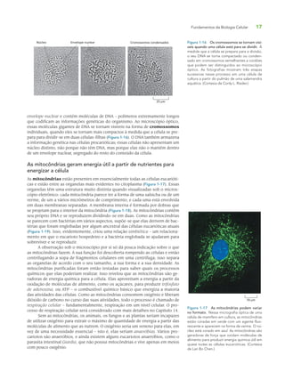Fundamentos da Biologia Celular 17
envelope nuclear e contém moléculas de DNA – polímeros extremamente longos
que codificam as informações genéticas do organismo. Ao microscópio óptico,
essas moléculas gigantes de DNA se tornam visíveis na forma de cromossomos
individuais, quando eles se tornam mais compactos à medida que a célula se pre-
para para dividir-se em duas células-filhas (Figura 1-16). O DNA também armazena
a informação genética nas células procarióticas; essas células não apresentam um
núcleo distinto, não porque não têm DNA, mas porque elas não o mantêm dentro
de um envelope nuclear, segregado do resto do conteúdo da célula.
As mitocôndrias geram energia útil a partir de nutrientes para
energizar a célula
As mitocôndrias estão presentes em essencialmente todas as células eucarióti-
cas e estão entre as organelas mais evidentes no citoplasma (Figura 1-17). Essas
organelas têm uma estrutura muito distinta quando visualizadas sob o micros-
cópio eletrônico: cada mitocôndria parece ter a forma de uma salsicha ou de um
verme, de um a vários micrômetros de comprimento, e cada uma está envolvida
em duas membranas separadas. A membrana interna é formada por dobras que
se projetam para o interior da mitocôndria (Figura 1-18). As mitocôndrias contêm
seu próprio DNA e se reproduzem dividindo-se em duas. Como as mitocôndrias
se parecem com bactérias em vários aspectos, supõe-se que elas derivem de bac-
térias que foram englobadas por algum ancestral das células eucarióticas atuais
(Figura 1-19). Isso, evidentemente, criou uma relação simbiótica – um relaciona-
mento em que o eucarioto hospedeiro e a bactéria englobada se ajudaram para
sobreviver e se reproduzir.
A observação sob o microscópio por si só dá pouca indicação sobre o que
as mitocôndrias fazem. A sua função foi descoberta rompendo as células e então
centrifugando a sopa de fragmentos celulares em uma centrífuga; isso separa
as organelas de acordo com o seu tamanho, a sua forma e a sua densidade. As
mitocôndrias purificadas foram então testadas para saber quais os processos
químicos que elas poderiam realizar. Isso revelou que as mitocôndrias são ge-
radoras de energia química para a célula. Elas aproveitam a energia a partir da
oxidação de moléculas de alimento, como os açúcares, para produzir trifosfato
de adenosina, ou ATP – o combustível químico básico que energiza a maioria
das atividades das células. Como as mitocôndrias consomem oxigênio e liberam
dióxido de carbono no curso das suas atividades, todo o processo é chamado de
respiração celular – fundamentalmente, respiração em um nível celular. O pro-
cesso de respiração celular será considerado com mais detalhes no Capítulo 14.
Sem as mitocôndrias, os animais, os fungos e as plantas seriam incapazes
de utilizar oxigênio para extrair o máximo de quantidade de energia a partir das
moléculas de alimento que as nutrem. O oxigênio seria um veneno para elas, em
vez de uma necessidade essencial – isto é, elas seriam anaeróbias. Vários pro-
cariotos são anaeróbios, e ainda existem alguns eucariotos anaeróbios, como o
parasita intestinal Giardia, que não possui mitocôndrias e vive apenas em meios
com pouco oxigênio.
Figura 1-16 Os cromossomos se tornam visí-
veis quando uma célula está para se dividir. À
medida que a célula se prepara para a divisão,
o seu DNA se torna compactado ou conden-
sado em cromossomos semelhantes a cordões
que podem ser distinguidos ao microscópio
óptico. As fotografias mostram três etapas
sucessivas nesse processo em uma célula de
cultura a partir do pulmão de uma salamandra
aquática. (Cortesia de Conly L. Rieder.)
25 µm
Cromossomos condensadosEnvelope nuclearNúcleo
10 µm
Figura 1-17 As mitocôndrias podem variar
no formato. Nessa micrografia óptica de uma
célula de mamífero em cultura, as mitocôndrias
estão coradas em verde com um agente fluo-
rescente e aparecem na forma de verme. O nú-
cleo está corado em azul. As mitocôndrias são
geradoras de força que oxidam moléculas de
alimento para produzir energia química útil em
quase todas as células eucarióticas. (Cortesia
de Lan Bo Chen.)
 