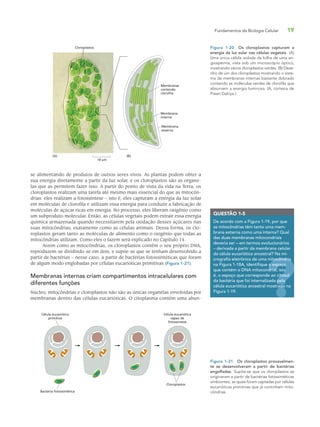 Fundamentos da Biologia Celular 19
se alimentando de produtos de outros seres vivos. As plantas podem obter a
sua energia diretamente a partir da luz solar, e os cloroplastos são as organe-
las que as permitem fazer isso. A partir do ponto de vista da vida na Terra, os
cloroplastos realizam uma tarefa até mesmo mais essencial do que as mitocôn-
drias: eles realizam a fotossíntese – isto é, eles capturam a energia da luz solar
em moléculas de clorofila e utilizam essa energia para conduzir a fabricação de
moléculas de açúcar ricas em energia. No processo, eles liberam oxigênio como
um subproduto molecular. Então, as células vegetais podem extrair essa energia
química armazenada quando necessitarem pela oxidação desses açúcares nas
suas mitocôndrias, exatamente como as células animais. Dessa forma, os clo-
roplastos geram tanto as moléculas de alimento como o oxigênio que todas as
mitocôndrias utilizam. Como eles o fazem será explicado no Capítulo 14.
Assim como as mitocôndrias, os cloroplastos contêm o seu próprio DNA,
reproduzem-se dividindo-se em dois, e supõe-se que se tenham desenvolvido a
partir de bactérias – nesse caso, a partir de bactérias fotossintéticas que foram
de algum modo englobadas por células eucarióticas primitivas (Figura 1-21).
Membranas internas criam compartimentos intracelulares com
diferentes funções
Núcleo, mitocôndrias e cloroplastos não são as únicas organelas envolvidas por
membranas dentro das células eucarióticas. O citoplasma contém uma abun-
QUESTÃO 1-5
De acordo com a Figura 1-19, por que
as mitocôndrias têm tanto uma mem-
brana externa como uma interna? Qual
das duas membranas mitocondriais
deveria ser – em termos evolucionários
– derivada a partir da membrana celular
da célula eucariótica ancestral? Na mi-
crografia eletrônica de uma mitocôndria
na Figura 1-18A, identifique o espaço
que contém o DNA mitocondrial, isto
é, o espaço que corresponde ao citosol
da bactéria que foi internalizada pela
célula eucariótica ancestral mostrada na
Figura 1-19.
itocôndria
o espaço
drial, isto
citosol
pela
rada
Figura 1-20 Os cloroplastos capturam a
energia da luz solar nas células vegetais. (A)
Uma única célula isolada da folha de uma an-
giosperma, vista sob um microscópio óptico,
mostrando vários cloroplastos verdes. (B) Dese-
nho de um dos cloroplastos mostrando o siste-
ma de membranas internas bastante dobrado
contendo as moléculas verdes de clorofila que
absorvem a energia luminosa. (A, cortesia de
Preeti Dahiya.)
Cloroplastos
Membranas
contendo
clorofila
Membrana
interna
Membrana
externa
10 µm
(A) (B)
Figura 1-21 Os cloroplastos provavelmen-
te se desenvolveram a partir de bactérias
engolfadas. Supõe-se que os cloroplastos se
originaram a partir de bactérias fotossintéticas
simbiontes, as quais foram captadas por células
eucarióticas primitivas que já continham mito-
côndrias.Bactéria fotossintética
Célula eucariótica
primitiva
Célula eucariótica
capaz de
fotossíntese
Cloroplastos
 