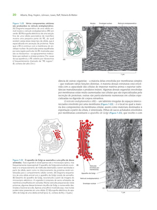 20 Alberts, Bray, Hopkin, Johnson, Lewis, Raff, Roberts & Walter
dância de outras organelas – a maioria delas envolvida por membranas simples
– que realizam várias funções distintas. A maioria dessas estruturas está envol-
vida com a capacidade das células de importar matéria-prima e exportar subs-
tâncias manufaturadas e produtos inúteis. Algumas dessas organelas envolvidas
por membranas estão muito aumentadas nas células que são especializadas pela
secreção de proteínas; outras são particularmente numerosas em células espe-
cializadas na digestão de corpos estranhos.
O retículo endoplasmático (RE) – um labirinto irregular de espaços interco-
nectados envolvido por uma membrana (Figura 1-22) – é o local no qual a maio-
ria dos componentes da membrana celular, assim como materiais destinados à
exportação a partir da célula, é sintetizada. Pilhas de sacos achatados envolvidos
por membranas constituem o aparelho de Golgi (Figura 1-23), que recebe e com
Figura 1-22 Vários componentes celulares
são produzidos no retículo endoplasmático.
(A) Diagrama esquemático de uma célula ani-
mal mostra o retículo endoplasmático (RE) em
verde. (B) Micrografia eletrônica de uma secção
fina de uma célula pancreática de mamífero
mostra uma pequena parte do RE, do qual
existem vastas áreas nesse tipo de célula, que é
especializada em secreção de proteínas. Note
que o RE é contínuo com a membrana do en-
velope nuclear. As partículas pretas espalhadas
por esta região particular do RE mostradas aqui
são os ribossomos – os agrupamentos molecu-
lares que realizam a síntese proteica. Por causa
da sua aparência, o RE coberto por ribossomos
é frequentemente chamado de “RE rugoso”.
(B, cortesia de Lelio Orci.)
(A)
(B)
1 µm
Núcleo Envelope nuclear Retículo endoplasmático
(A)
(B)
(C)
1 µm
Vesículas
envoltas por
membranas
Aparelho de Golgi
Retículo endoplasmático
Envelope nuclear
Figura 1-23 O aparelho de Golgi se assemelha a uma pilha de discos
achatados. Essa organela é visível apenas sob o microscópio óptico, mas
frequentemente imperceptível. O aparelho de Golgi está envolvido na sín-
tese e no empacotamento de moléculas destinadas a serem secretadas a
partir da célula, assim como no direcionamento de proteínas recém-sin-
tetizadas para o compartimento celular correto. (A) Diagrama esquemá-
tico de uma célula animal com o aparelho de Golgi corado de vermelho.
(B) Desenho do aparelho de Golgi, reconstruído a partir de imagens do
microscópio eletrônico. A organela é composta de sacos achatados de
membrana empilhados em camadas. Muitas vesículas pequenas são vistas
próximas; algumas dessas brotaram da pilha de Golgi, e outras estão des-
tinadas a fusionar-se a ela. Apenas uma pilha é mostrada aqui, mas muitas
podem estar presentes em uma célula. (C) Micrografia eletrônica do apa-
relho de Golgi de uma célula animal típica. (C, cortesia de Brij J. Gupta.)
 