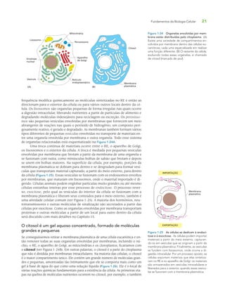 Fundamentos da Biologia Celular 21
frequência modifica quimicamente as moléculas sintetizadas no RE e então as
direcionam para o exterior da célula ou para vários outros locais dentro da cé-
lula. Os lisossomos são organelas pequenas de forma irregular nas quais ocorre
a digestão intracelular, liberando nutrientes a partir de partículas de alimento e
degradando moléculas indesejáveis para reciclagem ou excreção. Os peroxisso-
mos são pequenas vesículas envolvidas por membranas que fornecem um meio
abrangente de reações nas quais o peróxido de hidrogênio, um composto peri-
gosamente reativo, é gerado e degradado. As membranas também formam vários
tipos diferentes de pequenas vesículas envolvidas no transporte de materiais en-
tre uma organela envolvida por membrana e outra organela. Todo esse sistema
de organelas relacionadas está esquematizado na Figura 1-24A.
Uma troca contínua de materiais ocorre entre o RE, o aparelho de Golgi,
os lisossomos e o exterior da célula. A troca é mediada por pequenas vesículas
envolvidas por membrana que brotam a partir da membrana de uma organela e
se fusionam com outra, como minúsculas bolhas de sabão que brotam e depois
se unem em bolhas maiores. Na superfície da célula, por exemplo, porções da
membrana plasmática se dobram para dentro e se desgrudam para formar vesí-
culas que transportam material capturado, a partir do meio externo, para dentro
da célula (Figura 1-25). Essas vesículas se fusionam com os endossomos envoltos
por membranas, que maturam em lisossomos, onde o material importado é di-
gerido. Células animais podem englobar partículas muito grandes ou até mesmo
células estranhas inteiras por esse processo de endocitose. O processo rever-
so, exocitose, pelo qual as vesículas do interior da célula se fusionam com a
membrana plasmática e liberam seus conteúdos para o meio externo, também é
uma atividade celular comum (ver Figura 1-25). A maioria dos hormônios, neu-
rotransmissores e outras moléculas de sinalização são secretados a partir das
células por exocitose. Como as organelas envolvidas por membrana transportam
proteínas e outras moléculas a partir de um local para outro dentro da célula
será discutido com mais detalhes no Capítulo 15.
O citosol é um gel aquoso concentrado, formado de moléculas
grandes e pequenas
Se conseguíssemos retirar a membrana plasmática de uma célula eucariótica e en-
tão remover todas as suas organelas envolvidas por membranas, incluindo o nú-
cleo, o RE, o aparelho de Golgi, as mitocôndrias e os cloroplastos, ficaríamos com
o citosol (ver Figura 1-24B). Em outras palavras, o citosol é a parte do citoplasma
que não é dividida por membranas intracelulares. Na maioria das células, o citosol
é o maior compartimento único. Ele contém um grande número de moléculas gran-
des e pequenas, amontoadas tão intimamente que ele se comporta mais como um
gel à base de água do que como uma solução líquida (Figura 1-26). Ele é o local de
várias reações químicas fundamentais para a existência da célula. As primeiras eta-
pas na quebra de moléculas nutrientes ocorrem no citosol, por exemplo, e também
Figura 1-24 Organelas envolvidas por mem-
brana estão distribuídas pelo citoplasma. (A)
Existe uma variedade de compartimentos en-
volvidos por membrana dentro das células eu-
carióticas, cada uma especializada em realizar
uma função diferente. (B) O restante da célula,
excluindo todas essas organelas, é chamado
de citosol (marcado de azul).
Peroxissomo
Aparelho
de Golgi
Retículo
endoplasmático
Vesícula
Envelope
nuclear
Lisossomo
Mitocôndria
(A) (B)
Citosol
Membrana
plasmática
IMPORTAÇÃO
EXPORTAÇÃO
Membrana
plasmática
Figura 1-25 As células se dedicam à endoci-
tose e à exocitose. As células podem importar
materiais a partir do meio externo, capturan-
do-os em vesículas que se originam a partir da
membrana plasmática. Finalmente, as vesículas
se fundem com lisossomos, onde ocorre a di-
gestão intracelular. Por um processo oposto, as
células exportam materiais que elas sintetiza-
ram no RE e no aparelho de Golgi: os materiais
são armazenados em vesículas intracelulares e
liberados para o exterior, quando essas vesícu-
las se fusionam com a membrana plasmática.
 