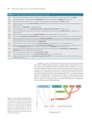 24 Alberts, Bray, Hopkin, Johnson, Lewis, Raff, Roberts & Walter
Quando e como os eucariotos desenvolveram esses sistemas permanece
um mistério. Embora Eukarya, Bacteria e Archaea tenham divergido um dos ou-
tros muito cedo na história da vida na Terra (discutido no Capítulo 14), os euca-
riotos não adquiriram todas as suas características distintas no mesmo momen-
to (Figura 1-29). De acordo com uma teoria, a célula eucariótica ancestral era um
predador que se alimentava pela captura de outras células. Um tipo de vida des-
ses requer um grande tamanho, uma membrana flexível e um citoesqueleto para
ajudar na movimentação e na alimentação da célula. O compartimento nuclear
pode ter-se desenvolvido para manter o DNA separado do seu tumulto físico e
químico, assim como para permitir um controle mais delicado e complexo de
como a célula lê sua informação genética.
TABELA 1-1 Marcos históricos na determinação da estrutura celular
1665 Hooke utiliza um microscópio primitivo para descrever os pequenos poros em cortes de cortiça que ele chamou de “células”.
1674 Leeuwenhoek reporta a sua descoberta dos protozoários. Nove anos mais tarde, ele viu bactérias pela primeira vez.
1833 Brown publica as suas observações ao microscópio de orquídeas, descrevendo claramente o núcleo da célula.
1838 Schleiden e Schwann propõem a teoria da célula, estabelecendo que a célula nucleada é o bloco universal de construção de tecidos
vegetais e animais.
1857 Kölliker descreve a mitocôndria em células musculares.
1879 Flemming descreve com clareza o comportamento dos cromossomos durante a mitose em células animais.
1881 Cajal e outros histologistas desenvolvem métodos de coloração que revelam a estrutura das células nervosas e a organização do
tecido neuronal.
1898 Golgi vê pela primeira vez e descreve o aparelho de Golgi pela coloração de células com nitrato de prata.
1902 Boveri associa cromossomos e hereditariedade pela observação do comportamento dos cromossomos durante a reprodução sexuada.
1952 Palade, Porter e Sjöstrand desenvolvem métodos de microscopia eletrônica que permitiram que várias estruturas intracelulares fossem
visualizadas pela primeira vez. Em uma das primeiras aplicações dessas técnicas, Huxley mostra que o músculo contém arranjos de
filamentos de proteínas – a primeira evidência do citoesqueleto.
1957 Robertson descreve a estrutura de bicamada da membrana celular, vista pela primeira vez ao microscópio eletrônico.
1960 Kendrew descreve detalhadamente a primeira estrutura proteica (mioglobina de espermatozoide de baleia) a uma resolução de 0,2 nm
utilizando cristalografia por raios X. Perutz propõe uma estrutura para a hemoglobina a uma resolução menor.
1965 Christian de Duve e seus colegas utilizam a técnica de fracionamento celular para separar os peroxissomos, as mitocôndrias e os
lisossomos a partir de uma preparação de fígado de rato.
1968 Petran e colaboradores constroem o primeiro microscópio confocal.
1974 Lazarides e Weber desenvolvem o uso de anticorpos fluorescentes para corar o citoesqueleto.
1994 Chalfie e colaboradores introduzem a proteína fluorescente verde (GFP) como um marcador para acompanhar o comportamento das
proteínas nas células vivas.
Figura 1-29 De onde vêm os eucariotos? As
linhagens Eukarya, Bacteria e Archaea divergi-
ram umas das outras muito cedo na evolução
da vida na Terra. Acredita-se que, algum tem-
po depois, os eucariotos tenham adquirido
mitocôndrias; mais tarde ainda, um subgrupo
de eucariotos adquiriu cloroplastos. As mito-
côndrias são essencialmente as mesmas nos
vegetais, no animais e nos fungos, e por isso
supõe-se que elas foram adquiridas antes que
essas linhas divergissem.
Cloroplastos
Mitocôndrias
Animais FungosPlantas
Bactéria
fotossintetizadora
Bacteria e Archaea
não fotossintetizadoras
Eucarioto ancestral anaeróbioBacteriaArchaea
Procarioto ancestral
TEMPO
 