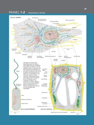 25
PAINEL 1-2 Arquitetura celular
CÉLULA ANIMAL
CÉLULA VEGETALCÉLULA BACTERIANA
Três tipos de células estão
desenhados aqui de maneira
mais realista do que no desenho
esquemático da Figura 1-24. De
qualquer modo, as mesmas cores
são utilizadas para distinguir os
principais componentes da célula.
O desenho da célula animal se
baseia em um fibroblasto, uma
célula que habita o tecido
conectivo, depositando matriz
extracelular. Uma micrografia
de um fibroblasto vivo é
mostrada na Figura 1-7A.
O desenho da célula vegetal é
típico de uma célula de folha
jovem. A bactéria tem um
formato de bastonete e possui
um único flagelo para
mobilidade.
Núcleo MitocôndriasMembrana plasmática Retículo
endoplasmático
Flagelo
Ribossomos
no citosol
DNA
Membrana plasmática
Parede celular
1 µm
Aparelho
de Golgi Nucléolo
Nucléolo
Cromatina
(DNA)
Parede
celular
Microtúbulo
Vacúolo
(preenchido
com líquido)
Peroxissomo
Cloroplasto
Ribossomos
no citosol
Filamentos de actina
Membrana do vacúolo (tonoplasto) Lisossomo
5 µm
Aparelho
de Golgi
Lisossomo
Vesículas
Matriz extracelular
Envelope nuclear
Poro nuclear
Cromatina (DNA)
Centrossomo com
par de centríolos
Microtúbulo
Filamentos
de actina
Peroxissomo
Ribossomo
Filamentos
intermediários
5 µm
Poro
nuclear
 