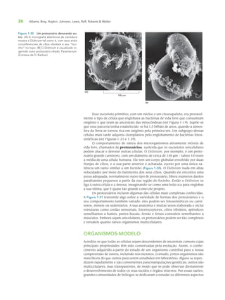 26 Alberts, Bray, Hopkin, Johnson, Lewis, Raff, Roberts & Walter
Esse eucarioto primitivo, com um núcleo e um citoesqueleto, era provavel-
mente o tipo de célula que englobava as bactérias de vida livre que consumiam
oxigênio e que eram as ancestrais das mitocôndrias (ver Figura 1-19). Supõe-se
que essa parceria tenha estabelecido-se há 1,5 bilhão de anos, quando a atmos-
fera da Terra se tornou rica em oxigênio pela primeira vez. Um subgrupo dessas
células mais tarde adquiriu cloroplastos pelo englobamento de bactérias fotos-
sintéticas (ver Figuras 1-21 e 1-29).
O comportamento de vários dos microrganismos ativamente móveis de
vida livre, chamados de protozoários, sustenta que os eucariotos unicelulares
podem atacar e devorar outras células. O Didinium, por exemplo, é um proto-
zoário grande carnívoro, com um diâmetro de cerca de 150 μm – talvez 10 vezes
a média de uma célula humana. Ele tem um corpo globular envolvido por duas
franjas de cílios, e a sua parte anterior é achatada, exceto por uma única sa-
liência um tanto similar a um focinho (Figura 1-30). O Didinium nada em altas
velocidades por meio do batimento dos seus cílios. Quando ele encontra uma
presa adequada, normalmente outro tipo de protozoário, libera inúmeros dardos
paralisantes pequenos a partir da sua região do focinho. Então o Didinium se
liga à outra célula e a devora, invaginando-se como uma bola oca para englobar
a sua vítima, que é quase tão grande como ele próprio.
Os protozoários incluem algumas das células mais complexas conhecidas.
A Figura 1-31 transmite algo sobre a variedade de formas dos protozoários e o
seu comportamento também variado: eles podem ser fotossintéticos ou carní-
voros, móveis ou sedentários. A sua anatomia é muitas vezes elaborada e inclui
estruturas como cerdas sensoriais, fotorreceptores, cílios vibráteis, apêndices
semelhantes a hastes, partes bucais, ferrão e feixes contráteis semelhantes a
músculos. Embora sejam unicelulares, os protozoários podem ser tão complexos
e versáteis quanto vários organismos multicelulares.
ORGANISMOS-MODELO
Acredita-se que todas as células sejam descendentes de ancestrais comuns cujas
principais propriedades têm sido conservadas pela evolução. Assim, o conhe-
cimento adquirido a partir do estudo de um organismo contribui para a nossa
compreensão de outros, incluindo nós mesmos. Contudo, certos organismos são
mais fáceis do que outros para serem estudados em laboratório. Alguns se repro-
duzem rapidamente e são convenientes para manipulações genéticas; outros são
multicelulares, mas transparentes, de modo que se pode observar diretamente
o desenvolvimento de todos os seus tecidos e órgãos internos. Por essas razões,
grandes comunidades de biólogos se dedicaram a estudar os diferentes aspectos
Figura 1-30 Um protozoário devorando ou-
tro. (A) A micrografia eletrônica de varredura
mostra o Didinium tal como é, com seus anéis
circunferenciais de cílios vibráteis e seu “foci-
nho” no topo. (B) O Didinium é visualizado in-
gerindo outro protozoário ciliado, Paramecium.
(Cortesia de D. Barlow.)
100 µm
(A)
(B)
 