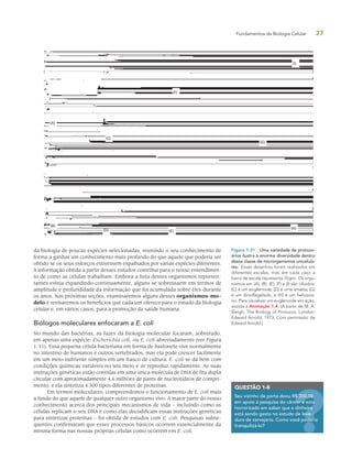 Fundamentos da Biologia Celular 27
da biologia de poucas espécies selecionadas, reunindo o seu conhecimento de
forma a ganhar um conhecimento mais profundo do que aquele que poderia ser
obtido se os seus esforços estivessem espalhados por várias espécies diferentes.
A informação obtida a partir desses estudos contribui para o nosso entendimen-
to de como as células trabalham. Embora a lista desses organismos represen-
tantes esteja expandindo continuamente, alguns se sobressaem em termos de
amplitude e profundidade da informação que foi acumulada sobre eles durante
os anos. Nas próximas seções, examinaremos alguns desses organismos-mo-
delo e revisaremos os benefícios que cada um oferece para o estudo da biologia
celular e, em vários casos, para a promoção da saúde humana.
Biólogos moleculares enfocaram a E. coli
No mundo das bactérias, as luzes da biologia molecular focaram, sobretudo,
em apenas uma espécie: Escherichia coli, ou E. coli abreviadamente (ver Figura
1-11). Essa pequena célula bacteriana em forma de bastonete vive normalmente
no intestino de humanos e outros vertebrados, mas ela pode crescer facilmente
em um meio nutriente simples em um frasco de cultura. E. coli se dá bem com
condições químicas variáveis no seu meio e se reproduz rapidamente. As suas
instruções genéticas estão contidas em uma única molécula de DNA de fita dupla
circular com aproximadamente 4,6 milhões de pares de nucleotídeos de compri-
mento, e ela sintetiza 4.300 tipos diferentes de proteínas.
Em termos moleculares, compreendemos o funcionamento de E. coli mais
a fundo do que aquele de qualquer outro organismo vivo. A maior parte do nosso
conhecimento acerca dos principais mecanismos de vida – incluindo como as
células replicam o seu DNA e como elas decodificam essas instruções genéticas
para sintetizar proteínas – foi obtida de estudos com E. coli. Pesquisas subse-
quentes confirmaram que esses processos básicos ocorrem essencialmente da
mesma forma nas nossas próprias células como ocorrem em E. coli.
QUESTÃO 1-8
Seu vizinho de porta doou R$ 200,00
em apoio à pesquisa do câncer e está
horrorizado em saber que o dinheiro
está sendo gasto no estudo de leve-
dura de cervejaria. Como você poderia
tranquilizá-lo?
$ 200,00
cer e está
iro
eve-
oder
Figura 1-31 Uma variedade de protozo-
ários ilustra a enorme diversidade dentro
dessa classe de microrganismos unicelula-
res. Esses desenhos foram realizados em
diferentes escalas, mas em cada caso a
barra de escala representa 10 μm. Os orga-
nismos em (A), (B), (E), (F) e (I) são ciliados;
(C) é um euglenoide; (D) é uma ameba; (G)
é um dinoflagelado, e (H) é um heliozoa-
no. Para visualizar um euglenoide em ação,
assista à Animação 1.4. (A partir de M. A.
Sleigh, The Biology of Protozoa. London:
Edward Arnold, 1973. Com permissão de
Edward Arnold.)
I.
(A)
(C)
(F)
(B)
(D)
(I)
(G)
(H)
(E)
 
