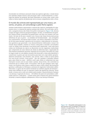 Fundamentos da Biologia Celular 29
encontrados na Arabidopsis possuem sósias nas espécies agrícolas, o estudo dessa
erva daninha simples fornece uma percepção sobre o desenvolvimento e a fisio-
logia das plantas de produção das quais dependem as nossas vidas, assim como
todas as outras espécies de plantas que são as nossas companheiras sobre a Terra.
O mundo dos animais está representado por uma mosca, um
verme, um peixe, um camundongo e pelo Homo sapiens
Animais multicelulares representam a maioria das espécies catalogadas de orga-
nismos vivos, e a maioria de espécies animais são insetos. Por essa razão, um in-
seto, a pequena mosca-das-frutas Drosophila melanogaster (Figura 1-34), deveria
ocupar um lugar central na pesquisa biológica. De fato, os fundamentos da gené-
tica clássica foram construídos em grande parte com base nos estudos com esse
inseto. Há mais de 80 anos, estudos com a mosca-das-frutas forneceram provas
definitivas de que os genes – as unidades da hereditariedade – são carregados
nos cromossomos. Em épocas mais recentes, um esforço sistemático concentra-
do foi feito para elucidar a genética da Drosophila e especialmente os mecanis-
mos genéticos que governam o seu desenvolvimento embrionário e larval. Em
virtude desse trabalho, estamos ao menos começando a entender com detalhes
como as células vivas alcançam a sua proeza mais espetacular: como uma única
célula-ovo fertilizada (ou zigoto) se desenvolve em um organismo multicelular
que compreende um vasto número de células de diferentes tipos, organizadas de
uma maneira exatamente previsível. Mutantes de Drosophila com partes do corpo
no lugar errado ou com padrão estranho têm fornecido a chave para identificar e
caracterizar os genes que são necessários para fazer um corpo adulto apropria-
damente estruturado, com intestino, asas, pernas, olhos e todas as outras partes
nos seus locais corretos. Esses genes – que são copiados e passados adiante
para cada célula no corpo – definem como cada célula se comportará nas suas
interações sociais com as suas irmãs e primas; dessa forma, eles controlam as
estruturas que as células criam. A Drosophila, mais do que qualquer outro orga-
nismo, nos mostrou como traçar a cadeia de causa e efeito a partir das instruções
genéticas codificadas no DNA para a estrutura do organismo multicelular adulto.
Além disso, os genes de Drosophila revelaram ser similares àqueles de humanos –
muito mais similares do que se esperaria a partir das aparências externas. Desse
modo, a mosca serve como um modelo para estudar o desenvolvimento humano
e as doenças. O genoma da mosca – 185 milhões de pares de nucleotídeos codifi-
cando mais de 13.000 genes – contém sósias para a maioria dos genes humanos
incluindo a maioria daqueles sabidamente críticos nas doenças humanas.
Figura 1-34 Drosophila melanogaster é uma
das favoritas entre os biólogos do desenvol-
vimento e os geneticistas. Estudos genéticos
moleculares sobre essa pequena mosca têm
fornecido a chave para entender como todos
os animais se desenvolvem. (Cortesia de E. B.
Lewis.)1 mm
 