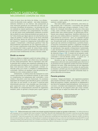 30
Todos os seres vivos são feitos de células, e as células –
como foi discutido neste capítulo – são todas fundamen-
talmente similares no seu interior: elas armazenam as
suas instruções genéticas em moléculas de DNA, que di-
recionam a produção de proteínas, e as proteínas por sua
vez realizam as reações químicas das células, dão a elas o
seu formato e controlam o seu comportamento. No entan-
to, até que ponto essas similaridades realmente ocorrem?
São as partes de uma célula permutáveis por partes de ou-
tra? Uma enzima que digere glicose em uma bactéria seria
capaz de quebrar o mesmo açúcar se ela fosse solicitada
para funcionar dentro de uma levedura, uma lagosta ou
um humano? E quanto às maquinarias moleculares que
copiam e interpretam a informação genética? Elas são
funcionalmente equivalentes de um organismo para ou-
tro? Os seus componentes moleculares São permutáveis?
As respostas têm vindo a partir de várias fontes, porém,
mais notavelmente a partir de experimentos sobre um dos
processos mais fundamentais da vida: a divisão celular.
Dividir ou morrer
Todas as células se originam a partir de outras células, e a
única maneira de se fazer uma célula nova é pela divisão
de uma célula preexistente. Para se reproduzir, uma célu-
la parental deve realizar uma sequência ordenada de rea-
ções pelas quais ela duplica o seu conteúdo e se divide em
duas. Esse processo crítico de duplicação e divisão, co-
nhecido como ciclo celular, é complexo e cuidadosamente
controlado. Defeitos em qualquer uma das proteínas en-
volvidas no ciclo celular podem ser fatais.
Infelizmente, os efeitos letais das mutações no ciclo
celular apresentam um problema quando se quer achar
os componentes da maquinaria que controlam o ciclo
celular e descobrir como eles funcionam. Os cientistas
dependem de mutantes para identificar genes e proteínas
com base na sua função: se um gene é essencial para
determinado processo, uma mutação que interrompe o
gene aparecerá como um distúrbio naquele processo.
Pela análise do comportamento anormal do organismo
mutante, pode-se apontar a função para a qual o gene é
necessário, e pela análise do DNA do mutante, pode-se
rastrear o próprio gene.
Para uma análise assim, entretanto, uma única cé-
lula mutante não é suficiente: é necessária uma grande
colônia de células que carrega a mutação. E esse é o pro-
blema. Se a mutação interrompe um processo crítico para
a vida, como a divisão celular, como alguma vez alguém
poderá obter uma colônia dessas? Os geneticistas encon-
traram uma solução engenhosa. Mutantes defectivos em
genes do ciclo celular podem ser mantidos e estudados se
o seu defeito for condicional – isto é, se o produto do gene
falhar na sua função apenas sob certas condições específi-
cas. Em particular, pode-se frequentemente encontrar mu-
tações que são sensíveis à temperatura; a proteína mutan-
te funciona corretamente quando o organismo mutante é
mantido em temperatura baixa, permitindo que as células
se reproduzam; mas quando a temperatura é aumentada,
o calor desmancha a estrutura da proteína e destrói a sua
atividade, permitindo que as células exibam o seu defeito
de interesse (Figura 1-35). O estudo de tal mutante condi-
cional em leveduras permitiu a descoberta de genes que
controlam o ciclo de divisão celular – os genes Cdc – e
levou à compreensão de como eles funcionam.
Revelou-se que os mesmos mutantes sensíveis à
temperatura oferecem uma oportunidade para observar se
as proteínas de um organismo podem funcionar permuta-
velmente em outro. Pode uma proteína de um organismo
diferente curar um defeito no ciclo celular de uma levedu-
ra mutante e permitir que ela se reproduza normalmente?
O primeiro experimento foi realizado utilizando duas es-
pécies diferentes de leveduras.
Parente próximo
Leveduras – fungos unicelulares – são organismos populares
para estudos da divisão celular. São eucariotos, como nós, e
ainda são pequenos, simples, reproduzem-se rapidamente e
são fáceis de manipular experimentalmente. Saccharomyces
cerevisiae, a levedura mais amplamente estudada, divide-se
pela formação de um pequeno broto que cresce constan-
temente até que se separe da célula-mãe (ver Figuras 1-14
COMO SABEMOS:
MECANISMOS COMUNS DA VIDA
23o
C
35o
C
Células mutagenizadas espalhadas
sobre uma placa de Petri e crescidas
até colônias a 23°C
Colônias produzidas pela divisão
repetida de uma única célula
Colônias replicadas
sobre duas placas
idênticas e incubadas
a duas temperaturas
diferentes
Colônia formada pela célula
mutante que se divide na
temperatura mais baixa
Célula mutante falha em
dividir-se e forma colônia
na temperatura mais alta
Figura 1-35 Células de levedura que contêm uma mutação sensível à temperatura podem ser geradas no laboratório. As células de levedura
são incubadas com um composto que causa mutações no seu DNA. Elas são então espalhadas sobre uma placa, e permite-se que elas cresçam
a uma temperatura baixa (23°C). Sob essas condições, as células contendo a mutação sensível à temperatura, ou nenhuma mutação, se dividem
normalmente – cada uma produzindo uma colônia visível. As colônias são transferidas para duas placas de Petri idênticas usando uma técnica
denominada semeadura em réplica. Uma dessas placas é incubada em temperatura baixa, e a outra, em uma temperatura mais alta (35°C) na qual
a proteína mutante não pode funcionar, mas a proteína normal pode. As células que contêm uma mutação sensível à temperatura em um gene
essencial para proliferação podem dividir-se na temperatura baixa, mas falham na temperatura mais alta.
 