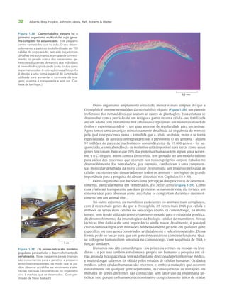 32 Alberts, Bray, Hopkin, Johnson, Lewis, Raff, Roberts & Walter
Outro organismo amplamente estudado, menor e mais simples do que a
Drosophila é o verme nematódeo Caenorhabditis elegans (Figura 1-38), um parente
inofensivo dos nematódeos que atacam as raízes de plantações. Essa criatura se
desenvolve com a precisão de um relógio a partir de uma célula-ovo fertilizada
até um adulto com exatamente 959 células do corpo (mais um número variável de
óvulos e espermatozoides) –, um grau anormal de regularidade para um animal.
Agora temos uma descrição minuciosamente detalhada da sequência de eventos
pela qual esse processo passa – à medida que a célula se divide, move e se torna
especializada, de acordo com regras precisas e previsíveis. O seu genoma – alguns
97 milhões de pares de nucleotídeos contendo cerca de 19.000 genes – foi se-
quenciado, e uma abundância de mutantes está disponível para testar como esses
genes funcionam. Parece que 70% das proteínas humanas têm algum sósia no ver-
me, e o C. elegans, assim como a Drosophila, tem provado ser um modelo valioso
para vários dos processos que ocorrem nos nossos próprios corpos. Estudos no
desenvolvimento dos nematódeos, por exemplo, conduziram a uma compreen-
são molecular detalhada da morte celular programada, um processo pelo qual as
células excedentes são descartadas em todos os animais – um tópico de grande
importância para a pesquisa do câncer (discutido nos Capítulos 18 e 20).
Outro organismo que forneceu uma percepção dos processos de desenvol-
vimento, particularmente em vertebrados, é o peixe-zebra (Figura 1-39). Como
essa criatura é transparente nas duas primeiras semanas de vida, ela fornece um
sistema ideal para observar como as células se comportam durante o desenvol-
vimento em um animal vivo.
No outro extremo, os mamíferos estão entre os animais mais complexos,
com 2 vezes mais genes do que a Drosophila, 25 vezes mais DNA por célula e
milhões de vezes mais células no seu corpo adulto. O camundongo, há muito
tempo, vem sendo utilizado como organismo-modelo para o estudo da genética,
do desenvolvimento, da imunologia e da biologia celular de mamíferos. Novas
técnicas têm dado a ele uma importância ainda maior. Atualmente, é possível
cruzar camundongos com mutações deliberadamente geradas em qualquer gene
específico, ou com genes construídos artificialmente e neles introduzidos. Dessa
forma, pode-se testar para que um gene é necessário e como ele funciona. Qua-
se todo gene humano tem um sósia no camundongo, com sequência de DNA e
função similares.
Humanos não são camundongos – ou peixes ou vermes ou moscas ou leve-
duras –, e por isso também estudamos o próprio ser humano. A pesquisa em vá-
rias áreas da biologia celular tem sido bastante direcionada pelo interesse médico,
e muito do que sabemos foi obtido pelos estudos de células humanas. Os dados
médicos sobre células humanas são enormes, e, embora mutações que ocorrem
naturalmente em qualquer gene sejam raras, as consequências de mutações em
milhares de genes diferentes são conhecidas sem fazer uso da engenharia ge-
nética. Isso porque os humanos demonstram o comportamento único de relatar
Figura 1-38 Caenorhabditis elegans foi o
primeiro organismo multicelular cujo geno-
ma completo foi sequenciado. Este pequeno
verme nematódeo vive no solo. O seu desen-
volvimento, a partir do óvulo fertilizado até 959
células do corpo adulto, tem sido traçado com
detalhes extraordinários, e um grande conheci-
mento foi gerado acerca dos mecanismos ge-
néticos subjacentes. A maioria dos indivíduos
é hermafrodita, produzindo tanto óvulos como
espermatozoides. A coloração nessa fotografia
é devida a uma forma especial de iluminação
utilizada para aumentar o contraste da ima-
gem; o verme é transparente e sem cor. (Cor-
tesia de Ian Hope.)
0,2 mm
1 cm
Figura 1-39 Os peixes-zebra são modelos
populares para estudar o desenvolvimento de
vertebrados. Esses pequenos peixes tropicais
são convenientes para a genética e possuem
embriões transparentes, de modo que se po-
dem observar as células em movimento e alte-
rações nas suas características no organismo
vivo à medida que se desenvolve. (Com per-
missão de Steve Baskauf.)
 