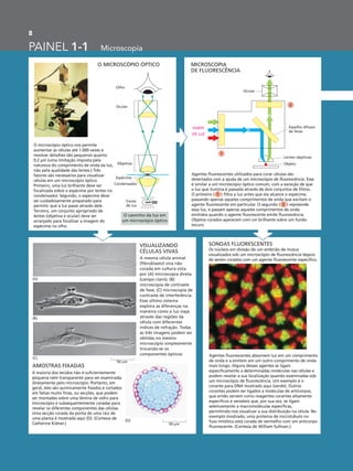 8
PAINEL 1-1 Microscopia
VISUALIZANDO
CÉLULAS VIVAS
SONDAS FLUORESCENTES
AMOSTRAS FIXADAS
MICROSCOPIA
DE FLUORESCÊNCIA
O MICROSCÓPIO ÓPTICO
Ocular
Lentes objetivas
Objeto
FONTE
DE LUZ
Espelho difusor
de feixe
Agentes fluorescentes utilizados para corar células são
detectados com a ajuda de um microscópio de fluorescência. Esse
é similar a um microscópio óptico comum, com a exceção de que
a luz que ilumina é passada através de dois conjuntos de filtros.
O primeiro ( ) filtra a luz antes que ela alcance o espécime,
passando apenas aqueles comprimentos de onda que excitam o
agente fluorescente em particular. O segundo ( ) repreende
essa luz, e passam apenas aqueles comprimentos de onda
emitidos quando o agente fluorescente emite fluorescência.
Objetos corados aparecem com cor brilhante sobre um fundo
escuro.
1
1
2
O microscópio óptico nos permite
aumentar as células até 1.000 vezes e
resolver detalhes tão pequenos quanto
0,2 µm (uma limitação imposta pela
natureza do comprimento de onda da luz,
não pela qualidade das lentes.) Três
fatores são necessários para visualizar
células em um microscópio óptico.
Primeiro, uma luz brilhante deve ser
focalizada sobre o espécime por lentes no
condensador. Segundo, o espécime deve
ser cuidadosamente preparado para
permitir que a luz passe através dele.
Terceiro, um conjunto apropriado de
lentes (objetiva e ocular) deve ser
arranjado para focalizar a imagem do
espécime no olho.
Olho
Ocular
Objetiva
Espécime
Condensador
Fonte
de luz
A mesma célula animal
(fibroblasto) viva não
corada em cultura vista
por (A) microscopia direta
(campo claro); (B)
microscopia de contraste
de fase; (C) microscopia de
contraste de interferência.
Esse último sistema
explora as diferenças na
maneira como a luz viaja
através das regiões da
célula com diferentes
índices de refração. Todas
as três imagens podem ser
obtidas no mesmo
microscópio simplesmente
trocando-se os
componentes ópticos.
A maioria dos tecidos não é suficientemente
pequena nem transparente para ser examinada
diretamente pelo microscópio. Portanto, em
geral, eles são quimicamente fixados e cortados
em fatias muito finas, ou secções, que podem
ser montadas sobre uma lâmina de vidro para
microscópio e subsequentemente coradas para
revelar os diferentes componentes das células.
Uma secção corada da ponta de uma raiz de
uma planta é mostrada aqui (D). (Cortesia de
Catherine Kidner.)
Os núcleos em divisão de um embrião de mosca
visualizados sob um microscópio de fluorescência depois
de serem corados com um agente fluorescente específico.
Agentes fluorescentes absorvem luz em um comprimento
de onda e a emitem em um outro comprimento de onda
mais longo. Alguns desses agentes se ligam
especificamente a determinadas moléculas nas células e
podem revelar a sua localização quando examinadas sob
um microscópio de fluorescência. Um exemplo é o
corante para DNA mostrado aqui (verde). Outros
corantes podem ser ligados a moléculas de anticorpos,
que então servem como reagentes corantes altamente
específicos e versáteis que, por sua vez, se ligam
seletivamente a macromoléculas específicas,
permitindo-nos visualizar a sua distribuição na célula. No
exemplo mostrado, uma proteína de microtúbulo no
fuso mitótico está corada de vermelho com um anticorpo
fluorescente. (Cortesia de William Sullivan.)
50 µm
50 µm
O caminho da luz em
um microscópio óptico
(A)
(B)
(C)
(D)
2
 