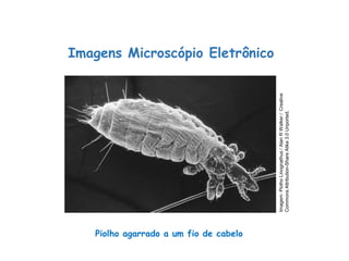 Piolho agarrado a um fio de cabelo
Imagens Microscópio Eletrônico
Ciências, 8º Série
Características gerais da célula e suas estruturas
Imagem:
Piolho
Linognathus
/
Alan
R
Walker
/
Creative
Commons
Attribution-Share
Alike
3.0
Unported.
 