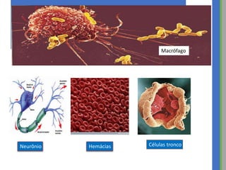 14
Neurônio Hemácias Células tronco
Macrófago
 
