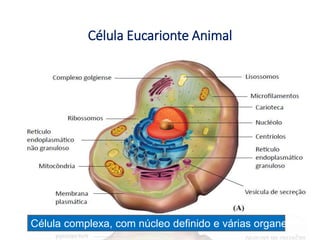 Célula Eucarionte Animal
Elab.: Prof. Gilmar 24
Célula complexa, com núcleo definido e várias organelas
 