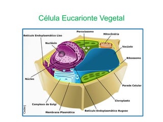 Célula Eucarionte Vegetal
25
 
