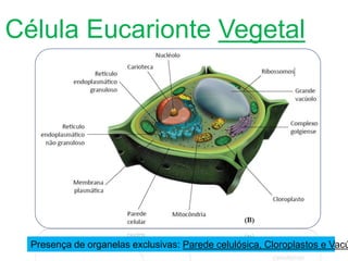 Célula Eucarionte Vegetal
Presença de organelas exclusivas: Parede celulósica, Cloroplastos e Vacú
 