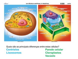 Quais são as principais diferenças entre estas células?
Centríolos Parede celular
Lisossomos Cloroplastos
Vacúolo 27
 