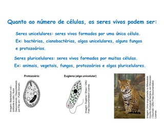 Quanto ao número de células, os seres vivos podem ser:
Seres unicelulares: seres vivos formados por uma única célula.
Ex: bactérias, cianobactérias, algas unicelulares, alguns fungos
e protozoários.
Ciências, 8º Série
Características gerais da célula e suas estruturas
Seres pluricelulares: seres vivos formados por muitas células.
Ex: animais, vegetais, fungos, protozoários e algas pluricelulares.
Imagem:
Balantidium
coli
-
trofozoite
e
cisto
/
Autor
Desconhecido
/
Disponibilizado
por
Filip
em
/
Public
Domain.
Imagem:
Euglena
/
Shazz
/
GNU
Free
Documentation
License.
Protozoário Euglena (alga unicelular)
Imagem:
Uma
onça
pintada
no
Milwaukee
County
Zoological
Gardens,
em
Wisconsin
/
Cburnett
/
GNU
Free
Documentation
License.
 