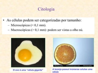 Citologia
• As células podem ser categorizadas por tamanho:
– Microscópicas (< 0,1 mm).
– Macroscópicas (> 0,1 mm): podem ser vistas a olho nú.
A laranja possui inúmeras celulas uma
célula
O ovo é uma “célula gigante”
 