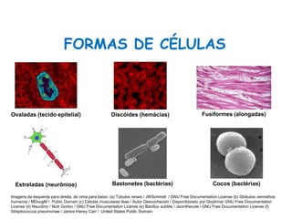 FORMAS DE CÉLULAS
Fusiformes (alongadas)
Bastonetes (bactérias) Cocos (bactérias)
Discóides (hemácias)
Estreladas (neurônios)
Ovaladas (tecido epitelial)
Ciências, 8º Série
Características gerais da célula e suas estruturas
Imagens da esquerda para direita, de cima para baixo: (a) Túbulos renais / JWSchmidt / GNU Free Documentation License (b) Glóbulos vermelhos
humanos / MDougM / Public Domain (c) Células musculares lisas / Autor Desconhecido / Disponibiizado por Goyitrina/ GNU Free Documentation
License (d) Neurônio / Nick Gorton / GNU Free Documentation License (e) Bacillus subtilis / Jacinthecote / GNU Free Documentation License (f)
Streptococcus pneumoniae / Janice Haney Carr / United States Public Domain.
 