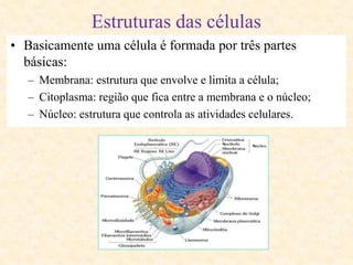 Estruturas das células
• Basicamente uma célula é formada por três partes
básicas:
– Membrana: estrutura que envolve e limita a célula;
– Citoplasma: região que fica entre a membrana e o núcleo;
– Núcleo: estrutura que controla as atividades celulares.
 
