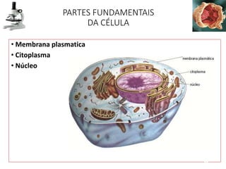 PARTES FUNDAMENTAIS
DA CÉLULA
• Membrana plasmatica
• Citoplasma
• Núcleo
32
 