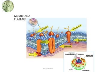 MEMBRANA
PLASMÁTICA
Membrana plasmática vista ao microscópio
eletrônico.
Elab.: Prof. Gilmar 33
 