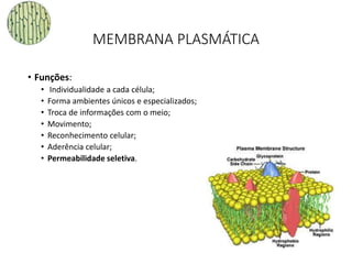 MEMBRANA PLASMÁTICA
• Funções:
• Individualidade a cada célula;
• Forma ambientes únicos e especializados;
• Troca de informações com o meio;
• Movimento;
• Reconhecimento celular;
• Aderência celular;
• Permeabilidade seletiva.
34
 