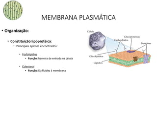 MEMBRANA PLASMÁTICA
• Organização:
• Constituição lipoprotéica:
• Principais lipídios encontrados:
• Fosfolipídios
• Função: barreira de entrada na célula
• Colesterol
• Função: Dá fluidez à membrana
35
 