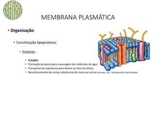 MEMBRANA PLASMÁTICA
• Organização:
• Constituição lipoproteica:
• Proteínas:
• Funções:
• Formação de poros para a passagem de moléculas de água;
• Transporte de substancia para dentro ou fora da célula;
• Reconhecimento de certas substancias do meio ou outras células. Ex.: receptores hormonais
36
 