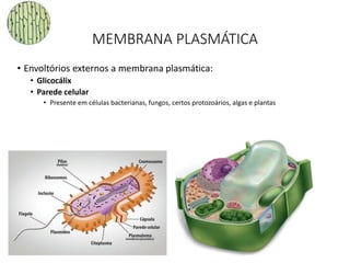 MEMBRANA PLASMÁTICA
• Envoltórios externos a membrana plasmática:
• Glicocálix
• Parede celular
• Presente em células bacterianas, fungos, certos protozoários, algas e plantas
37
 