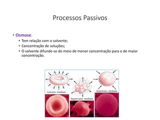 Processos Passivos
• Osmose:
• Tem relação com o solvente;
• Concentração de soluções;
• O solvente difunde-se do meio de menor concentração para o de maior
concentração.
42
 