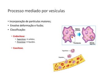 Processo mediado por vesículas
• Incorporação de partículas maiores;
• Envolve deformação e fusão;
• Classificação:
• Endocitose:
• Fagocitose → solidos;
• Pinocitose → liquidos.
• Exocitose.
45
 