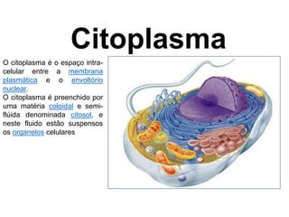 Citoplasma
47
O citoplasma é o espaço intra-
celular entre a membrana
plasmática e o envoltório
nuclear.
O citoplasma é preenchido por
uma matéria coloidal e semi-
flúida denominada citosol, e
neste fluido estão suspensos
os organelos celulares.
 