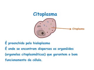 É preenchido pelo hialoplasma
É onde se encontram dispersos os organóides
(organelas citoplasmáticas) que garantem o bom
funcionamento da célula.
Citoplasma
Ciências, 8º Série
Características gerais da célula e suas estruturas
Citoplasma
Citoplasma
 