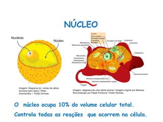 O núcleo ocupa 10% do volume celular total.
Controla todas as reações que ocorrem na célula.
NÚCLEO
Ciências, 8º Série
Características gerais da célula e suas estruturas
Núcleo
Nucléolo
Imagem: Diagrama do núcleo da célula
humana (sem texto) / Peter
Znamenskiy / Public Domain.
Imagem: diagrama de uma célula animal / Imagem original por Mariana
Ruiz,tradução por Felipe Fontoura / Public Domain.
 