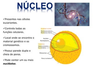 50
Presentes nas células
eucariontes.
Controla todas as
funções celulares.
Local onde se encontra o
material genético e os
cromossomos.
Possui parede dupla e
cheia de poros.
Pode conter um ou mais
nucléolos.
 