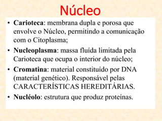 • Carioteca: membrana dupla e porosa que
envolve o Núcleo, permitindo a comunicação
com o Citoplasma;
• Nucleoplasma: massa fluída limitada pela
Carioteca que ocupa o interior do núcleo;
• Cromatina: material constituído por DNA
(material genético). Responsável pelas
CARACTERÍSTICAS HEREDITÁRIAS.
• Nucléolo: estrutura que produz proteínas.
Núcleo
 