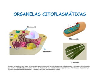 ORGANELAS CITOPLASMÁTICAS
Ciências, 8º Série
Características gerais da célula e suas estruturas
Centríolo
Lisossomo
Ribossomo
Mitocôndria
Imagens da esquerda para direita, de cima para baixo: (a) Diagrama de uma célula animal / MesserWoland e Szczepan1990 modificado
por smartse / GNU Free Documentation License (b) Diagrama de uma mitocôndria humana em branco / Vicki Doronina / Public Domain
(c) Vista tridimensional de um centríolo / Twooars / GNU Free Documentation License.
 
