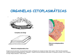 ORGANELAS CITOPLASMÁTICAS
Ciências, 8º Série
Características gerais da célula e suas estruturas
Retículo endoplasmático
rugoso
Retículo endoplasmático liso
Complexo de Golgi
Imagens de cima para baixo, da esquerda para direita: (a) Diagrama do complexo de Golgi / Ruth Lawson / GNU Free Documentation
License (b) Retículo Endoplasmático liso / Chippolito / Creative Commons Attribution-Share Alike 3.0 Unported (c) Núcleo , RE e Complexo
de Golgi / Magnus Manske / Public Domain.
 