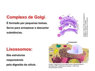 Complexo de Golgi:
É formado por pequenas bolsas.
Serve para armazenar e descartar
substâncias.
Lisossomos:
São estruturas
responsáveis
pela digestão da célula.
Ciências, 8º Série
Características gerais da célula e suas estruturas
Lisossomo
Imagem: Diagrama de uma célula animal / MesserWoland e
Szczepan1990 modificado por smartse / GNU Free
Documentation License
Imagem:
Vesicle
traffic
and
phagophore
/
Philippe
A.
Parone
/
Creative
Commons
Attribution
2.5
Generic.
 
