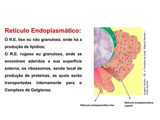 Retículo Endoplasmático:
O R.E. liso ou não granuloso, onde há a
produção de lipídios;
O R.E. rugoso ou granuloso, onde se
encontram aderidos a sua superfície
externa, os ribossomos, sendo local de
produção de proteínas, as quais serão
transportadas internamente para o
Complexo de Golgiense.
Ciências, 8º Série
Características gerais da célula e suas estruturas
Retículo endoplasmático liso
Retículo endoplasmático
rugoso
Imagem:
Núcleo
,
RE
e
Complexo
de
Golgi
/
Magnus
Manske
/
Public
Domain.
 