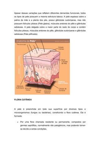 Apesar dessas variações que refletem diferentes demandas funcionais, todos
os tipos de pele possuem a mesma estrutura básica. A pele espessa cobre a
palma da mão e a planta dos pés, possui glândulas sudoríparas, mas não
possuem folículos pilosos (Pele glabra), músculos eretores do pêlo e glândulas
sebáceas. A pele delgada cobre a maior parte do resto do corpo e contém
folículos pilosos, músculos eretores do pêlo, glândulas sudoríparas e glândulas
sebáceas (Pele pilificada).
FLORA CUTÂNEA
A pele é preenchida em toda sua superfície por diversos tipos e
microorganismos (fungos ou bactérias), constituindo a flora cutânea. Ela é
formada:
 Por uma flora chamada residente ou permanente, compostos por
germes saprófitos, normalmente não patogênicos, mas podendo tornar-
se devido a certas condições.
 