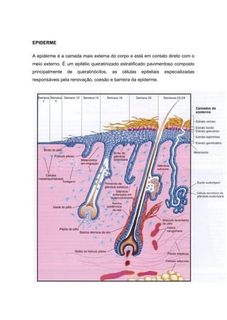EPIDERME
A epiderme é a camada mais externa do corpo e está em contato direto com o
meio externo. É um epitélio queratinizado estratificado pavimentoso composto
principalmente de queratinócitos, as células epiteliais especializadas
responsáveis pela renovação, coesão e barreira da epiderme.
 
