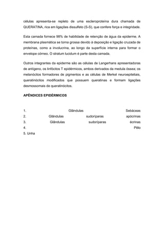 células apresenta-se repleto de uma escleroproteína dura chamada de
QUERATINA, rica em ligações dissulfeto (S-S), que confere força e integridade.
Esta camada fornece 98% de habilidade de retenção de água da epiderme. A
membrana plasmática se torna grossa devido à deposição e ligação cruzada de
proteínas, como a involucrina, ao longo da superfície interna para formar o
envelope córneo. O stratum lucidum é parte desta camada.
Outros integrantes da epiderme são as células de Langerhans apresentadoras
de antígeno, os linfócitos T epidérmicos, ambos derivados da medula óssea; os
melanócitos formadores de pigmentos e as células de Merkel neuroepiteliais,
queratinócitos modificados que possuem queratinas e formam ligações
desmossomais de queratinócitos.
APÊNDICES EPIDÉRMICOS
1. Glândulas Sebáceas
2. Glândulas sudoríparas apócrinas
3. Glândulas sudoríparas écrinas
4. Pêlo
5. Unha
 
