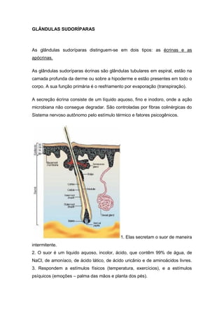 GLÂNDULAS SUDORÍPARAS
As glândulas sudoríparas distinguem-se em dois tipos: as écrinas e as
apócrinas.
As glândulas sudoríparas écrinas são glândulas tubulares em espiral, estão na
camada profunda da derme ou sobre a hipoderme e estão presentes em todo o
corpo. A sua função primária é o resfriamento por evaporação (transpiração).
A secreção écrina consiste de um líquido aquoso, fino e inodoro, onde a ação
microbiana não consegue degradar. São controladas por fibras colinérgicas do
Sistema nervoso autônomo pelo estímulo térmico e fatores psicogênicos.
1. Elas secretam o suor de maneira
intermitente.
2. O suor é um liquido aquoso, incolor, ácido, que contêm 99% de água, de
NaCl, de amoníaco, de ácido lático, de ácido uricânio e de aminoácidos livres.
3. Respondem a estímulos físicos (temperatura, exercícios), e a estímulos
psíquicos (emoções – palma das mãos e planta dos pés).
 