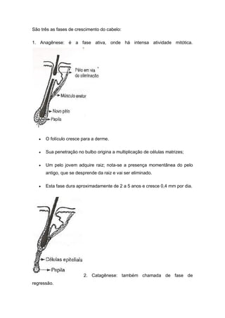 São três as fases de crescimento do cabelo:
1. Anagênese: é a fase ativa, onde há intensa atividade mitótica.
 O folículo cresce para a derme.
 Sua penetração no bulbo origina a multiplicação de células matrizes;
 Um pelo jovem adquire raiz; nota-se a presença momentânea do pelo
antigo, que se desprende da raiz e vai ser eliminado.
 Esta fase dura aproximadamente de 2 a 5 anos e cresce 0,4 mm por dia.
2. Catagênese: também chamada de fase de
regressão.
 