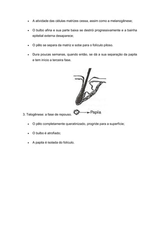  A atividade das células matrizes cessa, assim como a melanogênese;
 O bulbo afina e sua parte baixa se destrói progressivamente e a bainha
epitelial externa desaparece;
 O pêlo se separa da matriz e sobe para o folículo piloso.
 Dura poucas semanas, quando então, se dá a sua separação da papila
e tem início a terceira fase.
3. Telogênese: a fase de repouso.
 O pêlo completamente queratinizado, progride para a superfície;
 O bulbo é atrofiado;
 A papila é isolada do folículo.
 