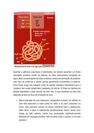 Quando a glândula sudorípara é estimulada, as células secretam um fluido
(secreção primária) similar ao plasma, ou seja, basicamente composto de
água, altas concentrações de sódio e cloreto e baixa concentração de potássio,
mas sem as proteínas e ácidos graxos geralmente encontrados no plasma.
Esse fluido surge nos espaços entre as células (espaços intersticiais) que o
recebem dos vasos sangüíneos (capilares) da derme. O fluido se desloca da
porção espiralada e sobe através do duto reto. O que acontece no duto reto
depende da taxa ou fluxo de produção de suor.
 Baixa produção de suor (descanso, temperatura amena): as células no
duto reto absorvem a maior parte do sódio e do cloro presentes no
fluido. Isso acontece porque há tempo suficiente para a reabsorção.
Além disso, a água é reabsorvida osmoticamente. Assim, pouco suor
chega ao lado externo, sendo sua composição significativamente
diferente da secreção primária. Não há tanto sódio e cloreto, e há mais
potássio.
 