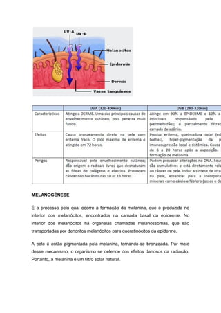 MELANOGÊNESE
É o processo pelo qual ocorre a formação da melanina, que é produzida no
interior dos melanócitos, encontrados na camada basal da epiderme. No
interior dos melanócitos há organelas chamadas melanossomas, que são
transportadas por dendritos melanócitos para queratinócitos da epiderme.
A pele é então pigmentada pela melanina, tornando-se bronzeada. Por meio
desse mecanismo, o organismo se defende dos efeitos danosos da radiação.
Portanto, a melanina é um filtro solar natural.
 