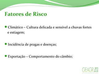 Fatores de Risco
Climático – Cultura delicada e sensível a chuvas fortes
e estiagem;
Incidência de pragas e doenças;
Exportação – Comportamento do câmbio;
 